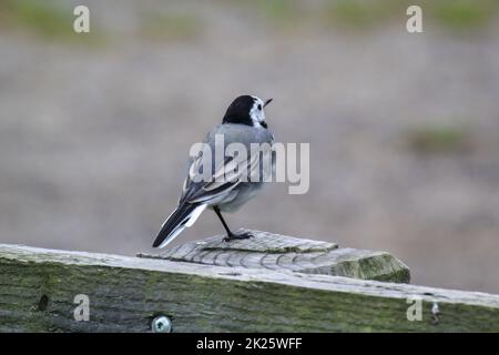 Ein kleiner Schwanz sitzt auf einer hölzernen Attika. Stockfoto