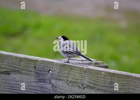 Ein kleiner Schwanz sitzt auf einer hölzernen Attika. Stockfoto