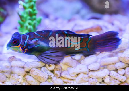 Ein Mandarinenfisch in einem Meeresaquarium. Mandarinen fressen hauptsächlich kleine lebende Organismen wie Fleaban. Stockfoto