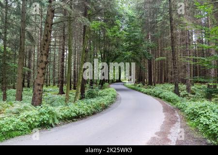Wunderschöne Aussicht auf einer kleinen Straße in einem dichten grünen Wald. Stockfoto