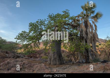 Großer Baobab-Baum am Ufer des Kunene-Flusses, Namibia Stockfoto