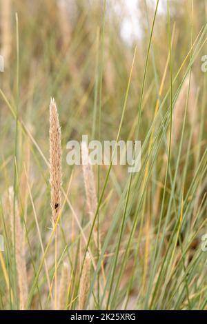 Dünengras als Schutz für die Dünen und auch Lebensraum für Tiere und Insekten. Stockfoto