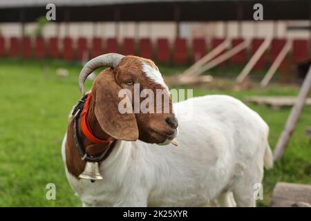 Anglo Nubier/Boer goat, Seite, die Struktur der landwirtschaftlichen Betriebe im Hintergrund. Stockfoto