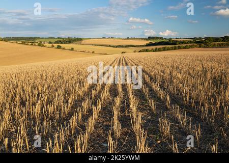 Linien in einem Stoppelfeld mit Ackerlandschaft im späten Nachmittagssonne, East Garston, berkshire, England, Vereinigtes Königreich Stockfoto