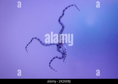 Ein Schlangensternfisch mit seinen sechs Tentakeln auf der Scheibe eines Meeres-Aquariums. Stockfoto