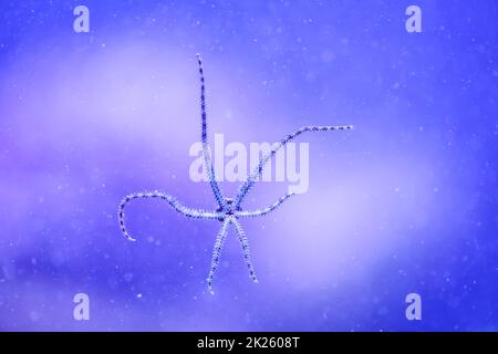 Ein Schlangensternfisch mit seinen sechs Tentakeln auf der Scheibe eines Meeres-Aquariums. Stockfoto