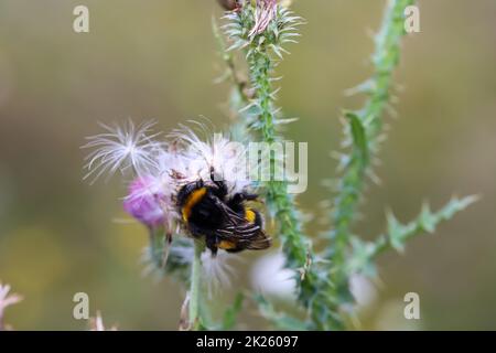 Das Porträt einer Hummel auf einer Wiesenpflanze. Stockfoto