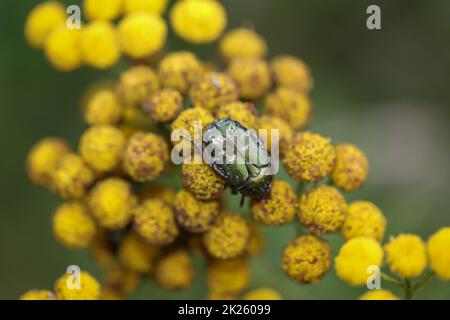 Nahaufnahme eines Rosebay-Käfers auf einer Wiesenpflanze. Stockfoto