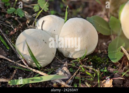 Ein kugelförmiger Pilz, bovist im Wald. Stockfoto