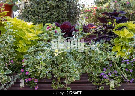 Verschiedene Arten von Coleus-Pflanzen bilden eine grüne Wand. Horizontal. Stockfoto