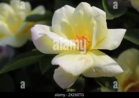 Nahaufnahme von gelben Rosen, die im Sommer blühen Stockfoto