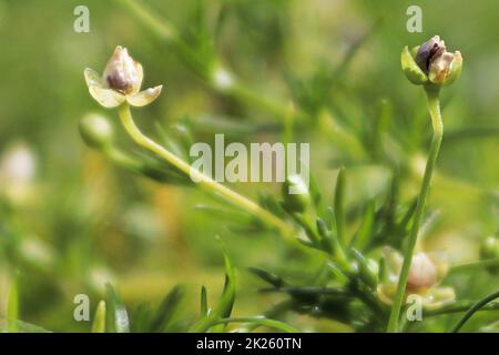 Makroansicht von zarten Blumen auf irischem Moos Stockfoto