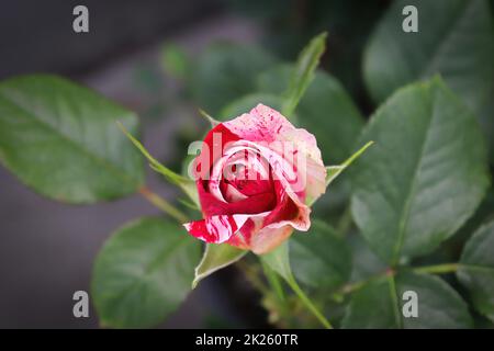 Hintergrund von gesprenkelten rosa und weißen Rosen auf einem Busch Stockfoto