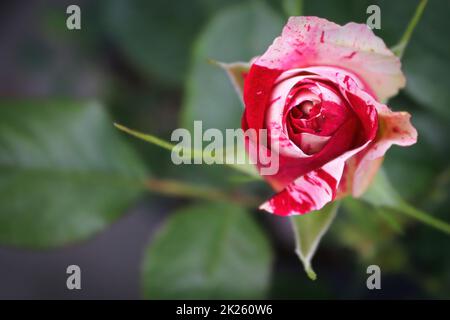 Hintergrund von gesprenkelten rosa und weißen Rosen auf einem Busch Stockfoto