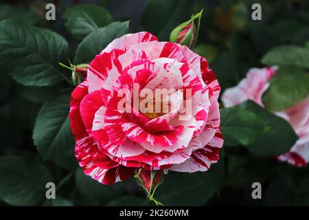 Hintergrund von gesprenkelten rosa und weißen Rosen auf einem Busch Stockfoto