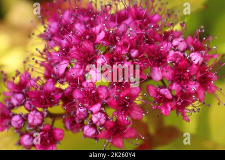 Makro von rosa Blüten auf einer Spirea Pflanze Stockfoto