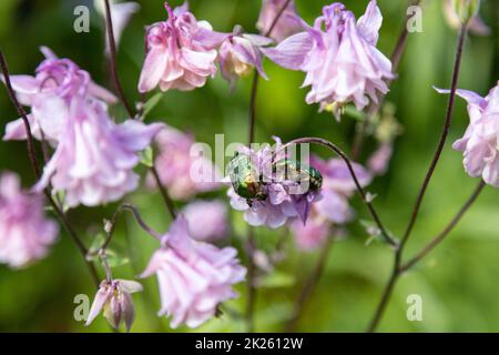 Zwei goldene Rosenkäfer ernähren rosa Blumen Stockfoto