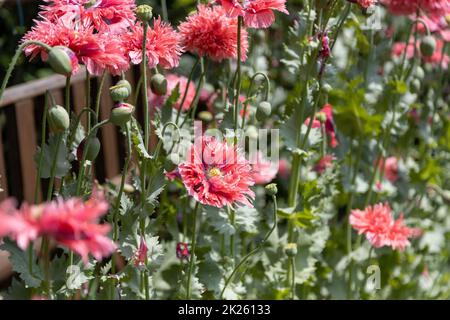 Roter Mohn mit Fransen, Papaver lacinatum (Chrimson Feathers) und seine wunderschöne Blume. Stockfoto