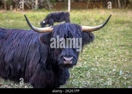 Schottisches Hochland kämpft auf deutscher Wiese Stockfoto