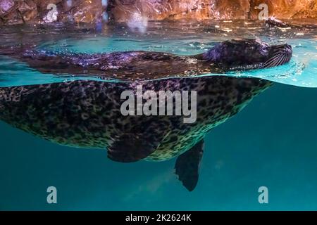 Kalifornischer Seelöwe (Zalophus Californianus) im Georgia Aquarium, dem größten Aquarium der Vereinigten Staaten, in der Innenstadt von Atlanta, Georgia. Stockfoto