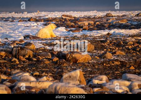 Eisbär liegt auf der Tundra zwischen Felsen Stockfoto