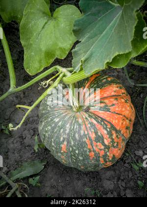 Kürbis wächst im Garten unter den grünen Blättern. Stockfoto