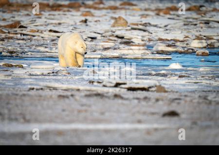 Eisbären wandern zwischen Felsen über die Tundra Stockfoto