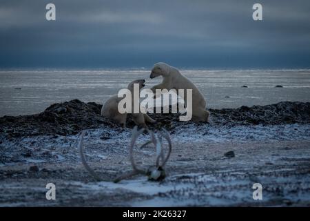 Eisbär springt auf einen anderen an der Küste Stockfoto