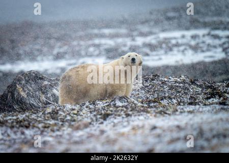 Eisbär steht im Schnee mit Augenkamera Stockfoto