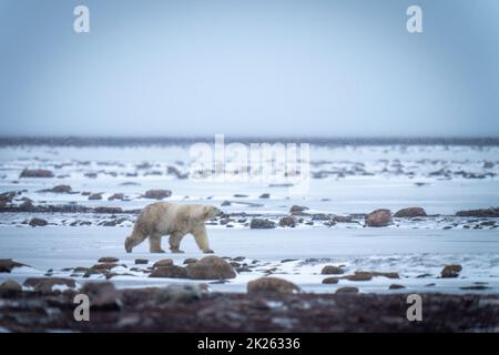 Eisbären wandern durch die Tundra zwischen Felsen Stockfoto
