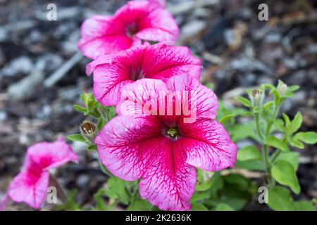Pink Petunia hybrida im Garten Stockfoto
