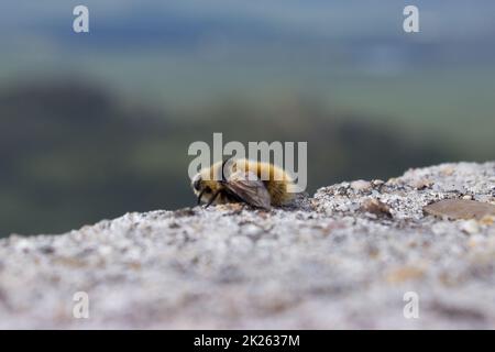 Eine wilde Biene sitzt auf einem Stein Stockfoto