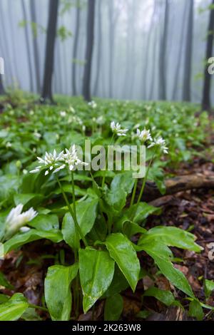 Bärlauch, Frühlingsbuche in den Weißen Karpaten, Südmähren, Tschechische Republik Stockfoto