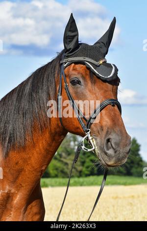 Porträt eines schönen Warmblüterpferdes mit einer Schnecke und einer Ohrhaube. Stockfoto