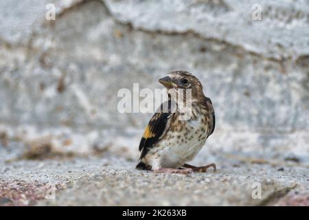 Ein junger europäischer Goldfinch (Carduelis carduelis), der auf dem Boden sitzt. Stockfoto