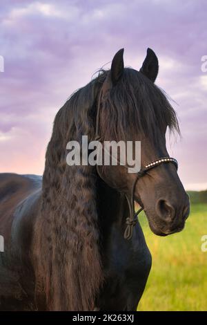 Porträt eines wunderschönen, schwarzen friesischen Pferdes. Stockfoto