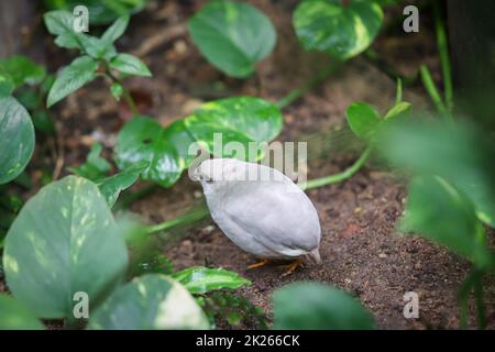 Nahaufnahme eines Zwergholzes, einer Art von Pheasantidae (Phasianidae) Stockfoto