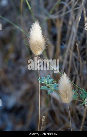 Der Saatteil eines Grases im Sommer auf einer Wiese. Stockfoto