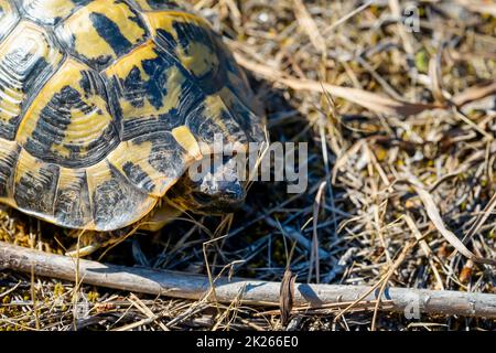 Foto einer griechischen Schildkröte in freier Wildbahn. Stockfoto