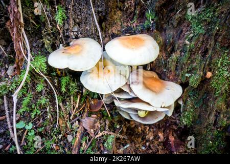 Pilz-Nahaufnahme im Wald Stockfoto