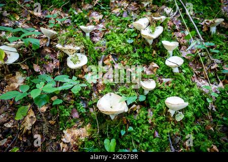 Pilz-Nahaufnahme im Wald Stockfoto