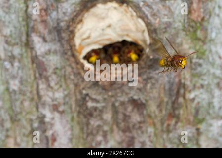 Eine Hornisse verlässt ihr Nest Stockfoto