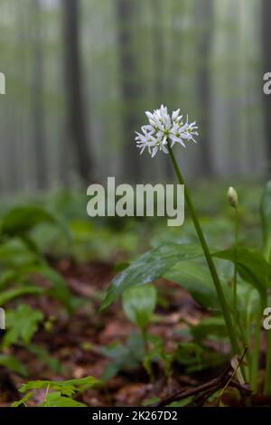 Bärlauch, Frühlingsbuche in den Weißen Karpaten, Südmähren, Tschechische Republik Stockfoto