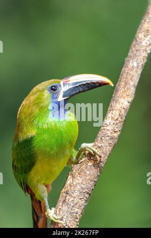 Smaragdtukanet, Aulacorhynchus prasinus, San Gerardo, Costa Rica Stockfoto