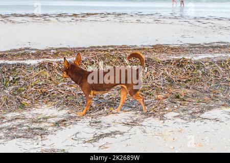 Russischer Toy Terrier Hund am Strand Holbox Insel Mexiko. Stockfoto