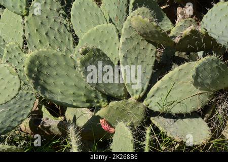 Sabra Kaktuspflanze, Israel. Opuntia Kaktus mit großen flachen Pads und roten dornigen essbaren Früchten. Stachelige Birnen Früchte Stockfoto