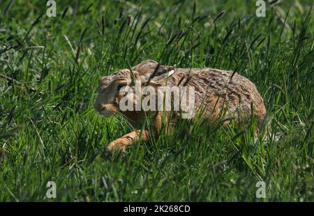 Europäischer Hase, Feldhase, Lepus europaeus Stockfoto