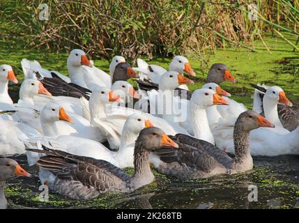 Flug von Hausgänsen, die auf dem Fluss schwimmen. Hausvögel Stockfoto