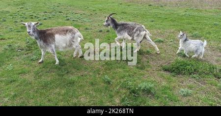 Ziegenjunge auf grünem Gras, weidet zusammen mit Eltern auf der Weide. Ziegenfamilie Stockfoto