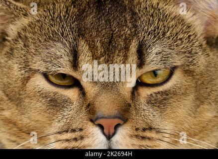 Porträt einer erwachsenen, geradohrigen schottischen grauen Katze Stockfoto
